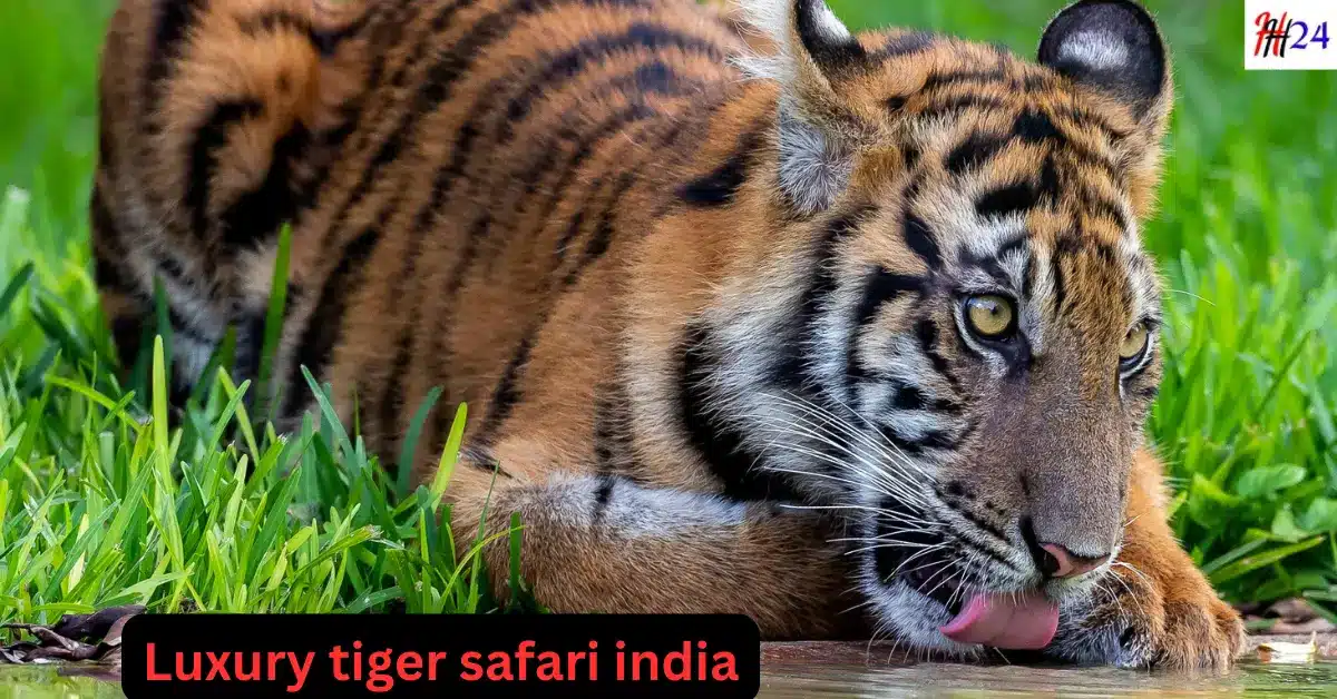 Bharat Me Kaise Kare Luxury Tiger Safari